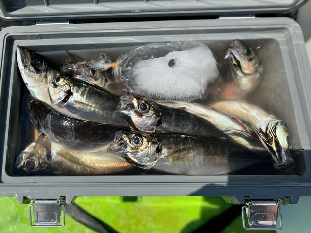 釣果