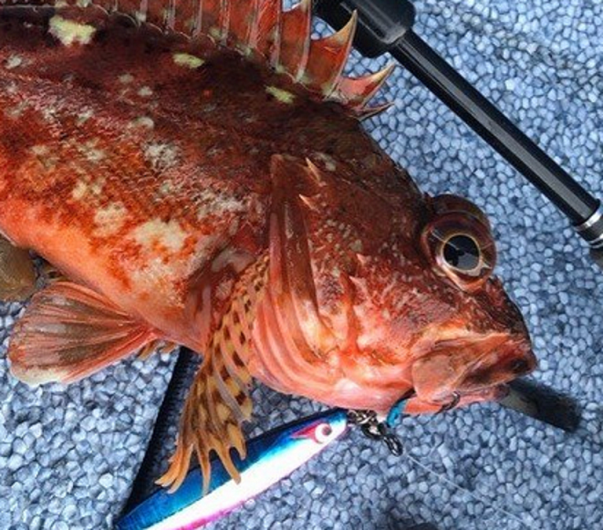 魚とルアーのアップ写真