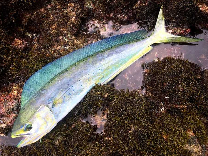 魚のアップ写真