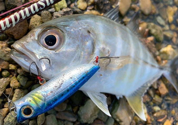 魚とルアーのアップ写真