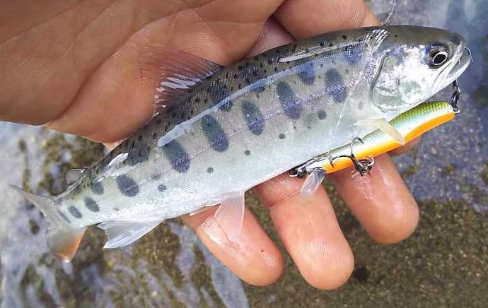 魚とルアーのアップ写真