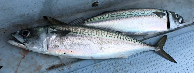 魚のアップ写真