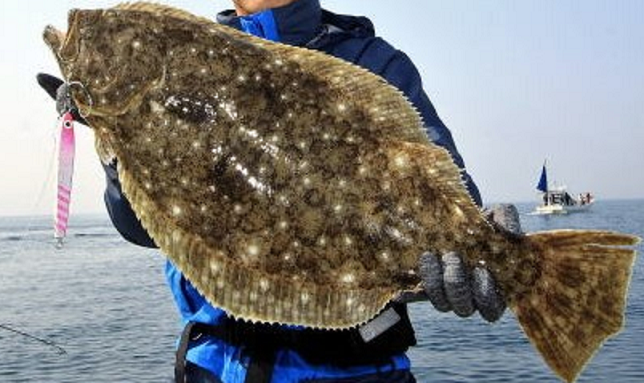 魚のアップ写真