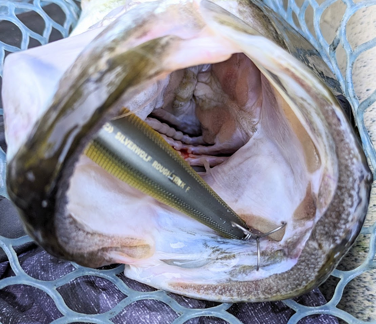 魚とルアーのアップ写真