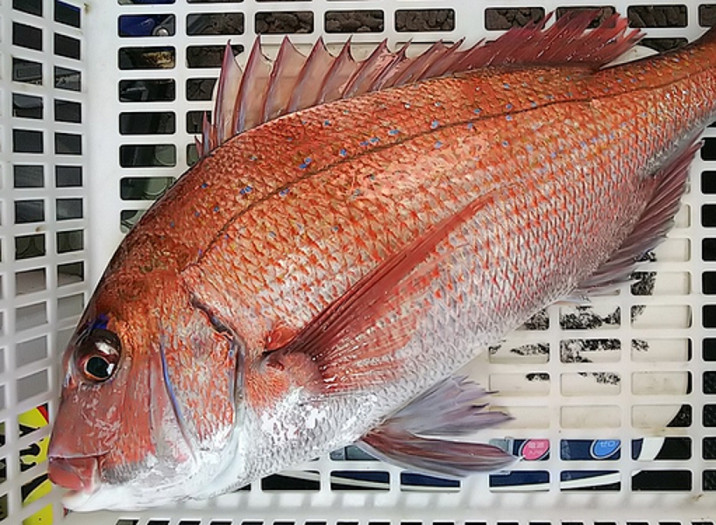 魚のアップ写真