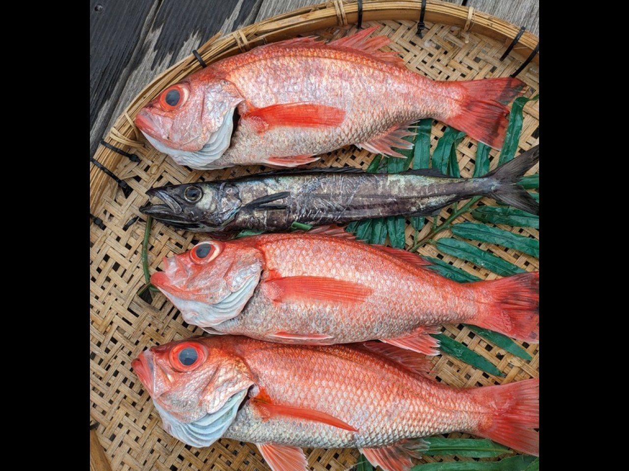 【釣果速報】神奈川県登喜丸で1kgの良型アカムツGET!憧れの超高級魚をあなたも釣ってみませんか?