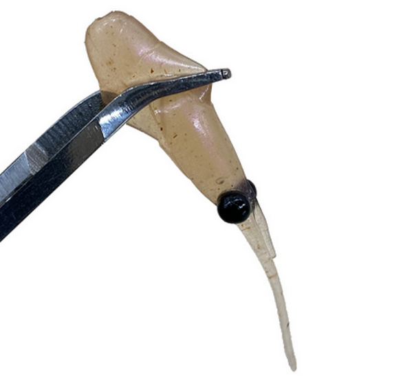 ワームのアップ写真