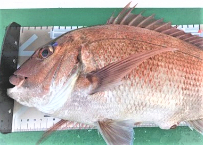 魚のアップ写真