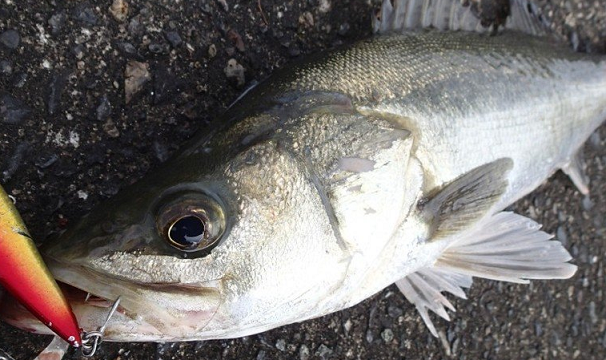 魚とルアーのアップ写真