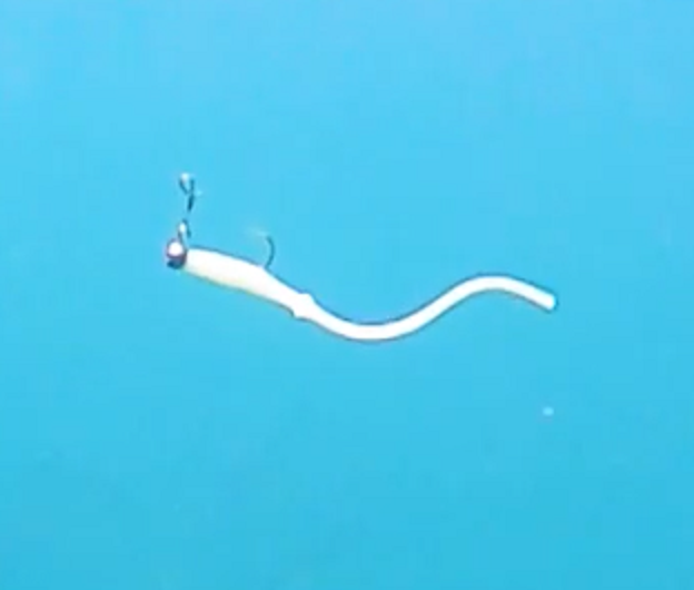 ワームのアップ写真