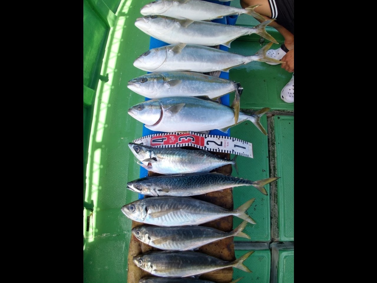 【釣果速報】兵庫県徳丸で77cmメジロをキャッチ！青物のぎっしり詰まったクーラーボックスに大満足！