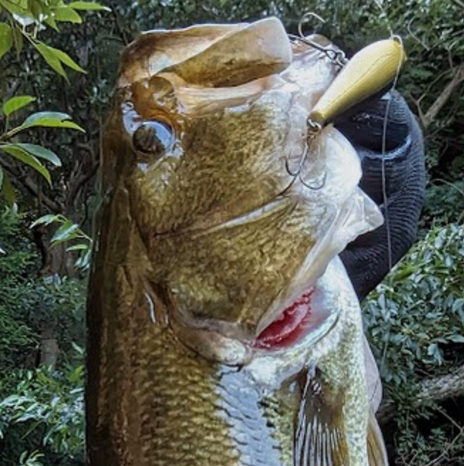 魚とルアーのアップ写真