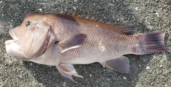 コブダイ釣りが熱い！防波堤で狙える強烈な引きの大型魚の釣り方特集