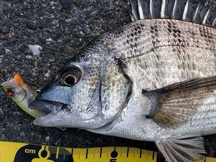 魚とルアーのアップ写真