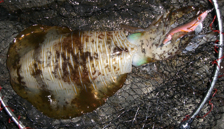 イカとエギのアップ写真