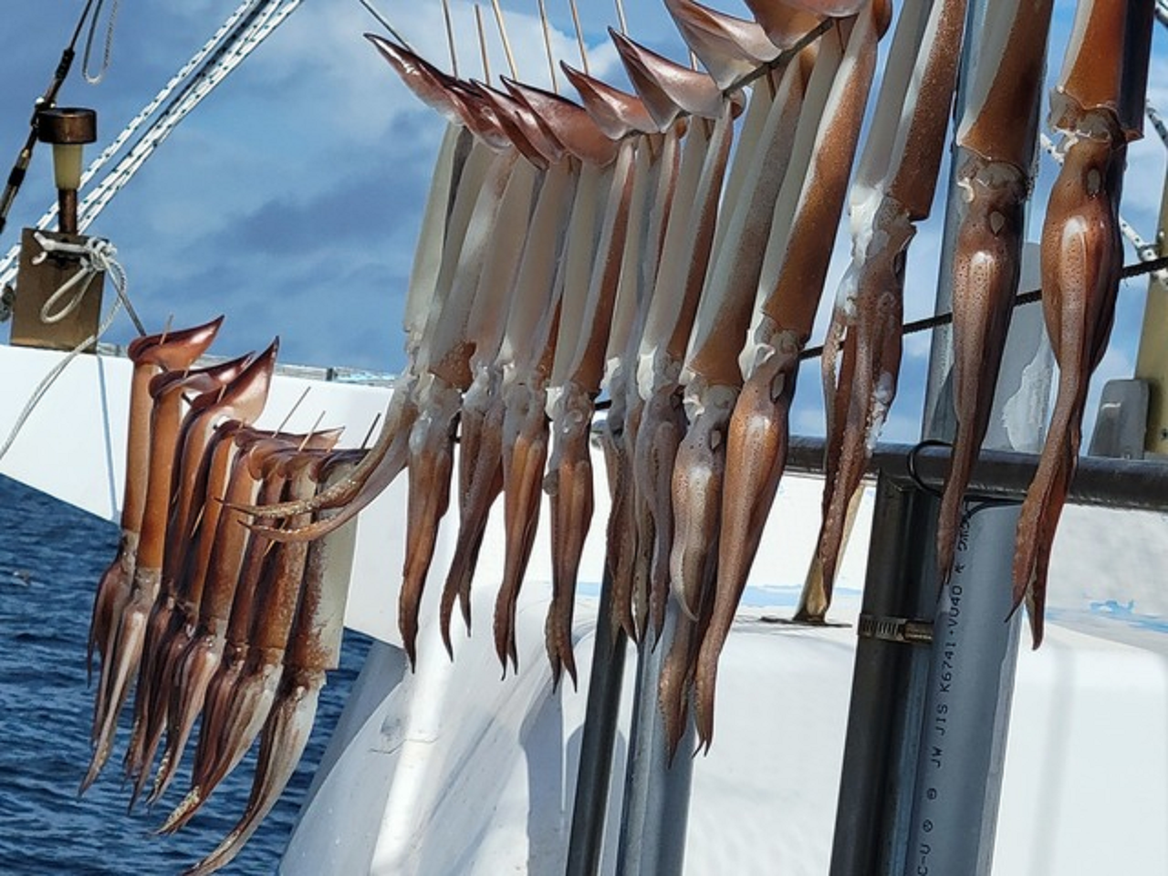 【釣果速報】神奈川県春盛丸でスルメイカ釣行が好調!竿頭は20匹ゲット!後の釣行も期待大!