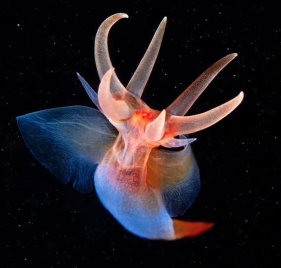 クリオネのアップ写真