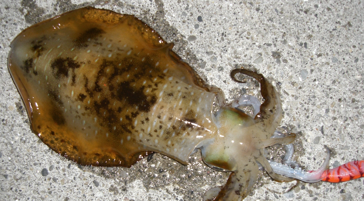 イカとエギのアップ写真