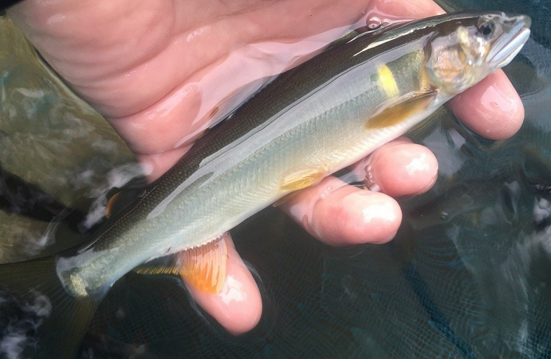 魚のアップ写真