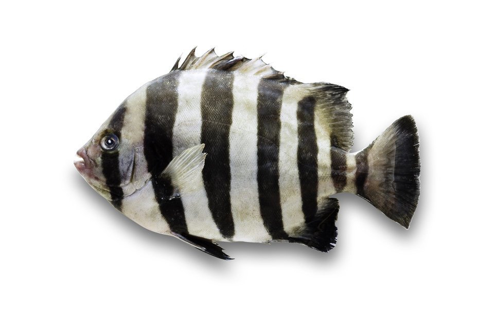 イシダイ　メス　本ワサ