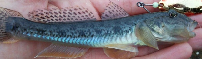 魚のアップ写真