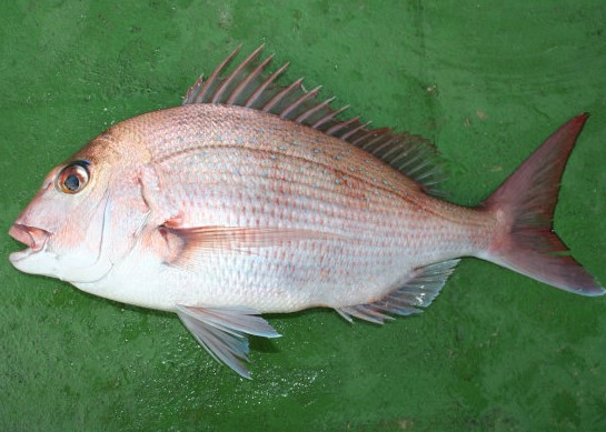 魚のアップ写真