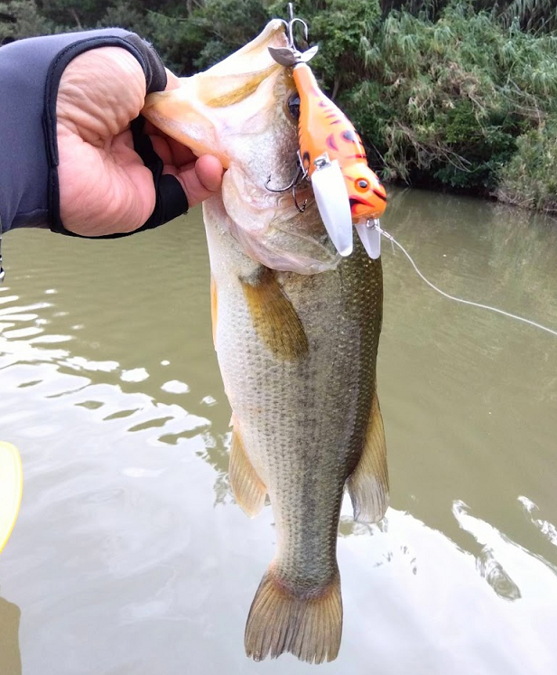 魚とルアーのアップ写真