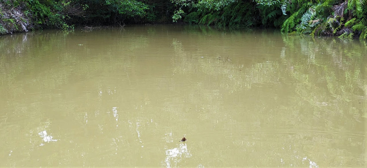 濁りのアップ写真