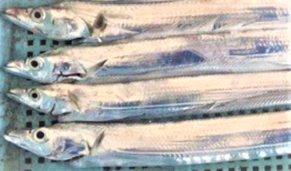 魚のアップ写真