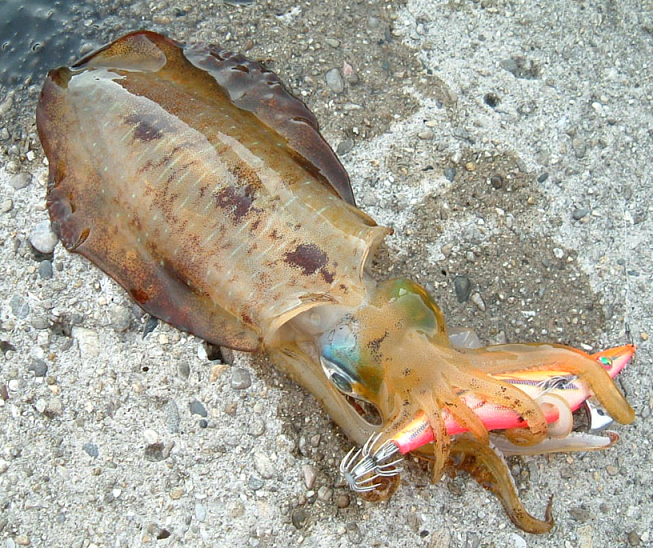 イカとエギのアップ写真