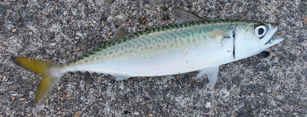 マサバを釣って美味しく食べたい！釣り方+食べ方大特集