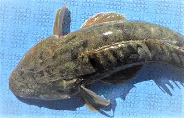 魚のアップ写真