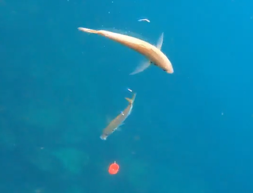 魚のアップ写真