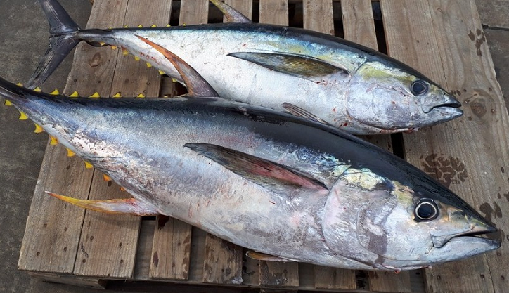 魚のアップ写真