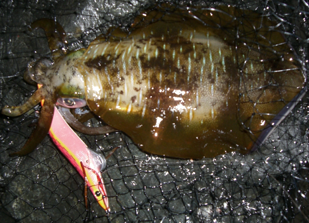 イカとエギのアップ写真