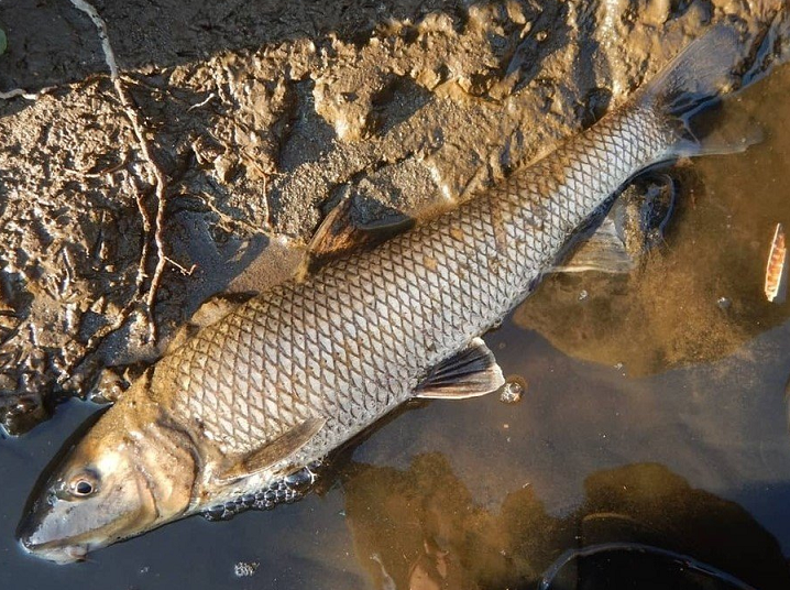 魚のアップ写真