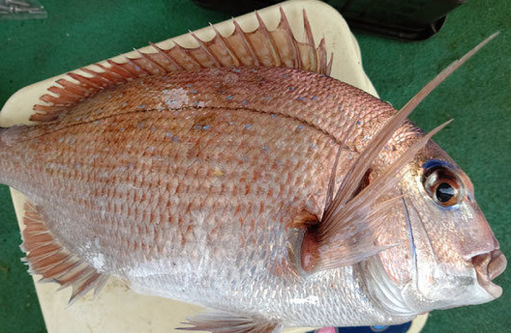 魚のアップ写真