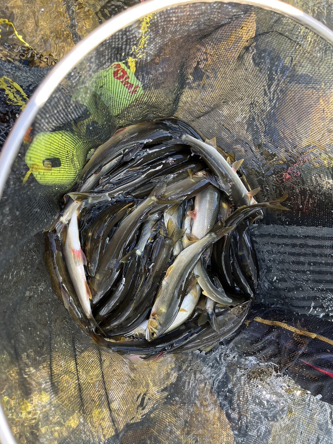 釣行の写真１１