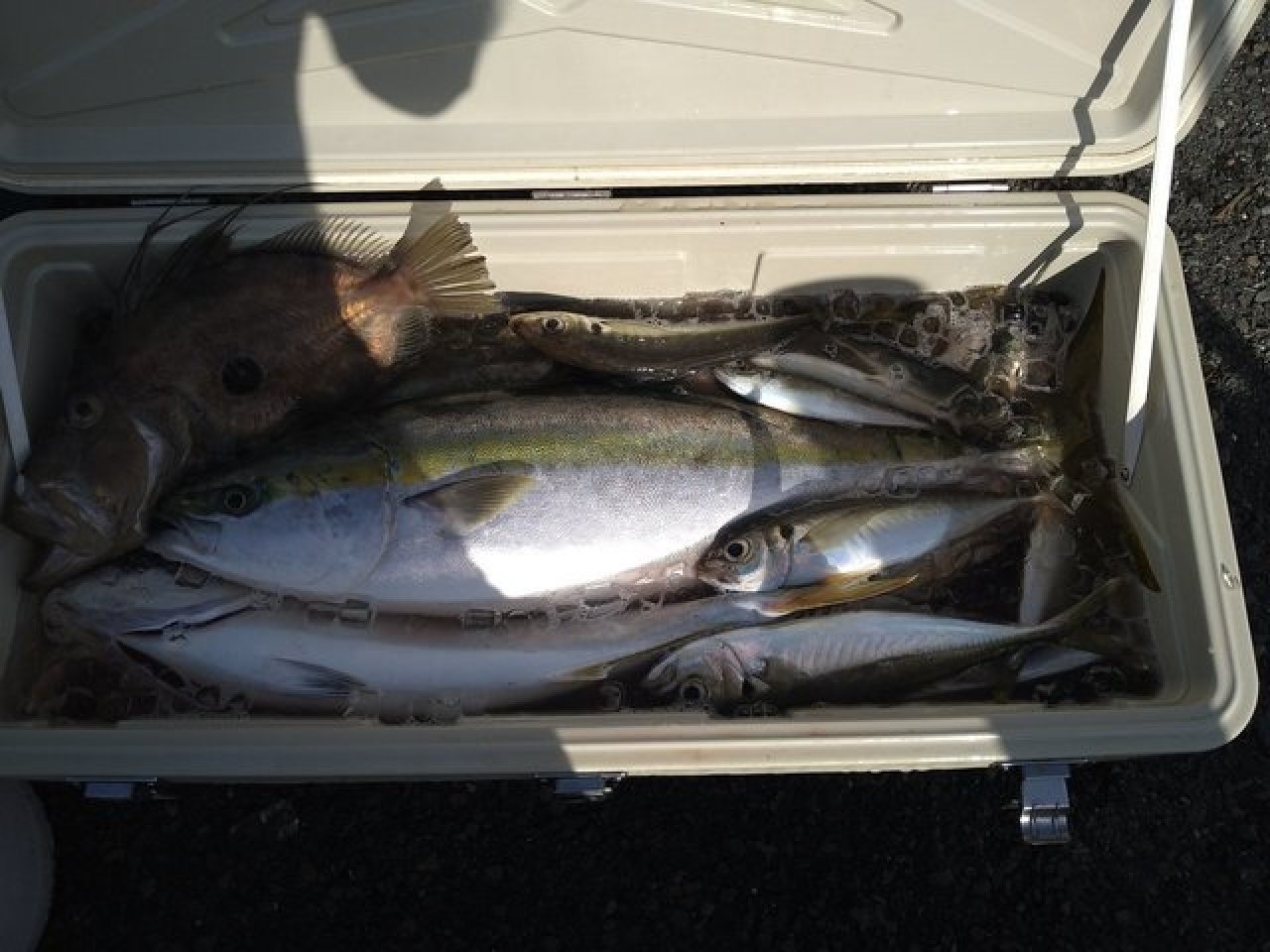 【釣果速報】神奈川県愛正丸で良型アジ絶好調!40cmのメガアジも!初心者アングラーもお土産どっさりの釣行になりますよ!