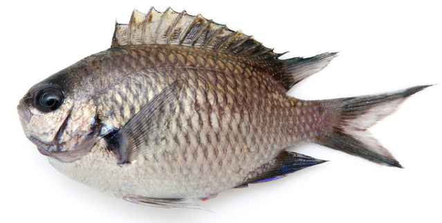 魚のアップ写真