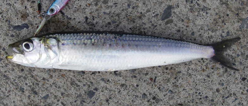 魚のアップ写真