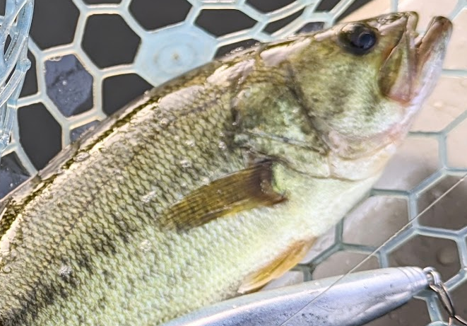 魚のアップ写真