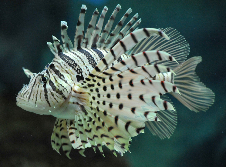 魚のアップ写真