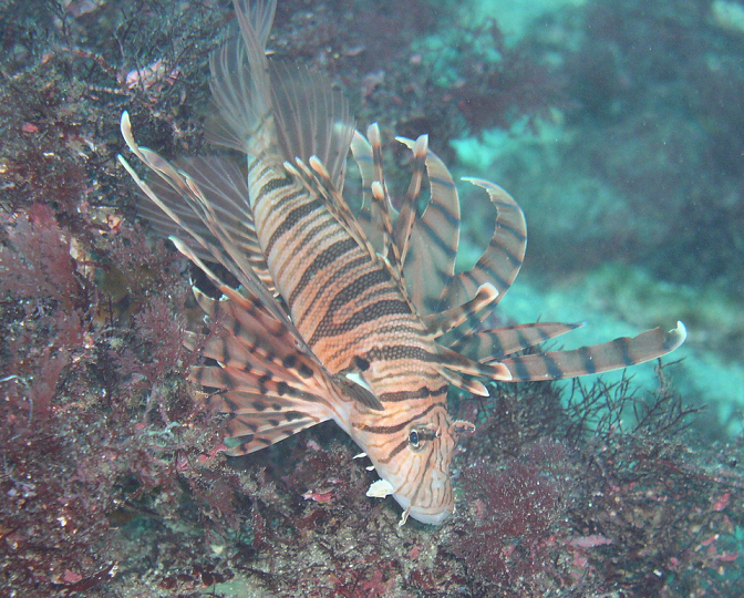 魚のアップ写真