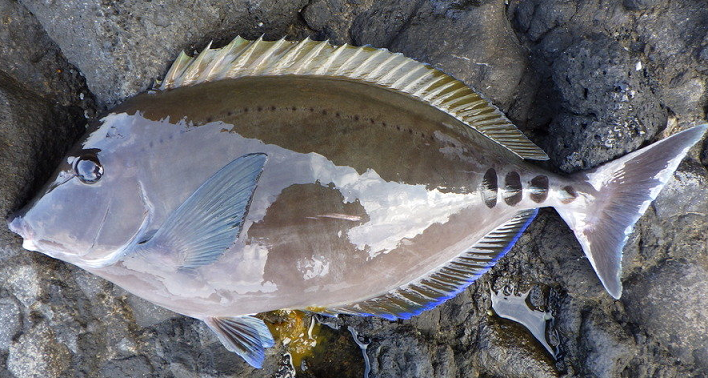 魚のアップ写真