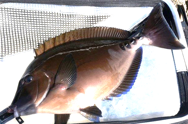 魚のアップ写真