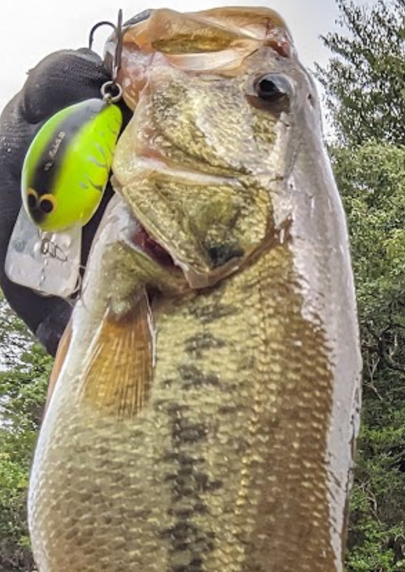 魚とルアーのアップ写真