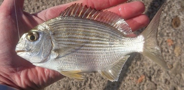 ヘダイのアップ写真