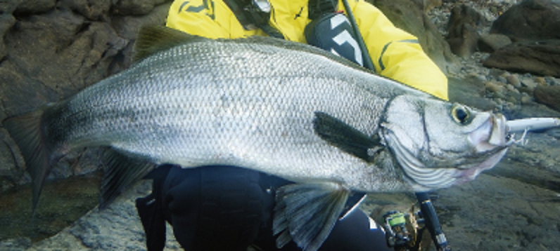 魚とルアーのアップ写真