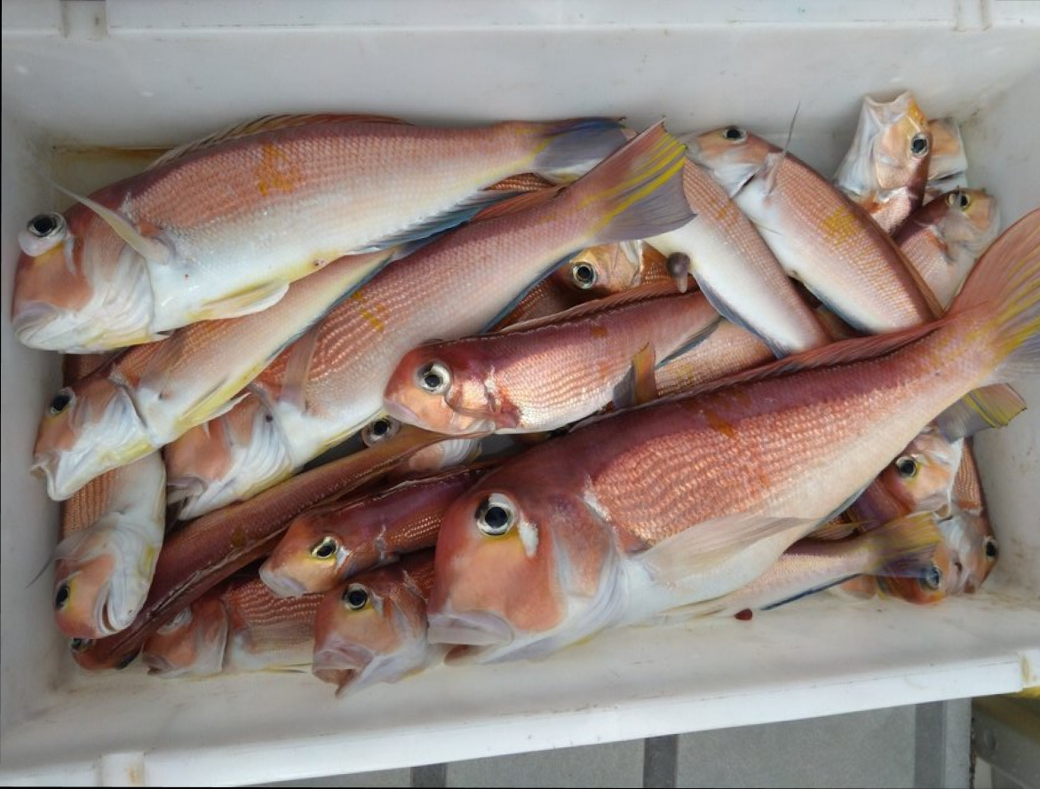 【釣果速報】静岡県興栄丸でアマダイトップ15匹！憧れの超高級魚をその手でゲットせよ！